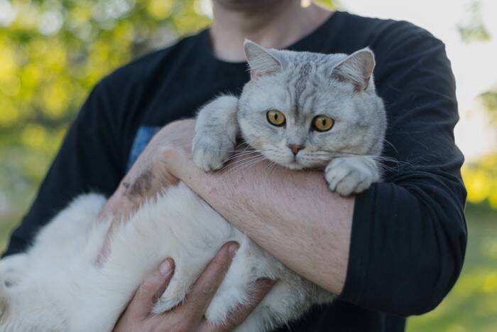 人間にはあるのに猫にない？『体のパーツ』4つ　なぜ猫には必要ないの？人との違いも解説