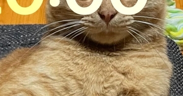 スマホの壁紙を愛猫に設定→『20:00』になると……思わず真似したくなる『可愛すぎる光景』に20万いいね「声出たｗ」「絶対やろう」