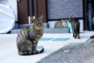 猫が『尻尾で前足を隠している』ときの理由3つ　考えられる心理や配慮すべきポイント