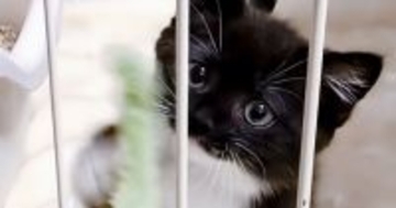 『模様が個性的で可愛らしい赤ちゃん猫』が成長した結果…222万再生された『ビフォーアフター』に「可愛すぎて泣いてしまった」「すごい」