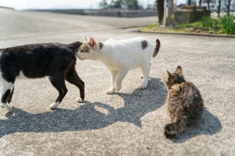 猫同士で『おしりのニオイを嗅ぐ』理由4つ　行動の意味や読み取っている情報とは