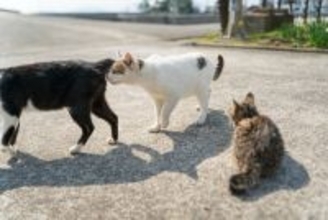 猫同士で『おしりのニオイを嗅ぐ』理由4つ　行動の意味や読み取っている情報とは