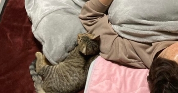 眠っているところを娘にこっそり撮られて……猫４匹の『まさかの配置』に爆笑の声続出「幸せすぎるね」「寝返り無理そうｗ」と１万いいね