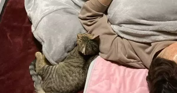 眠っているところを娘にこっそり撮られて……猫４匹の『まさかの配置』に爆笑の声続出「幸せすぎるね」「寝返り無理そうｗ」と１万いいね