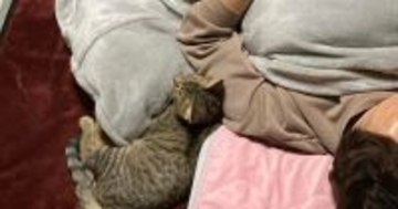 眠っているところを娘にこっそり撮られて……猫４匹の『まさかの配置』に爆笑の声続出「幸せすぎるね」「寝返り無理そうｗ」と１万いいね