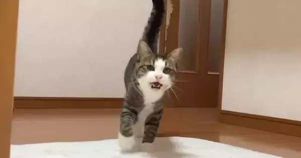 遠くのほうにいる猫の名前を呼んでみると、鳴き声が…『たまらなく可愛い光景』が162万再生「信頼感が伝わる」「幸せすぎるなぁ」