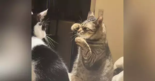 真剣な表情で向かい合う『2匹の猫』…あまりにもカッコいい『本格的なポーズ』が28万再生「かわいいボクサー」「面白くて元気出たｗ」