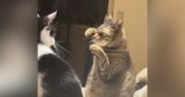 真剣な表情で向かい合う『2匹の猫』…あまりにもカッコいい『本格的なポーズ』が28万再生「かわいいボクサー」「面白くて元気出たｗ」
