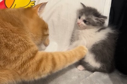 警戒心MAXの『新入り子猫』に……先住猫が見せた『優しい対応』が尊すぎると20万再生「大丈夫だよって伝えているみたい」「歓迎してるね」