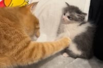 警戒心MAXの『新入り子猫』に……先住猫が見せた『優しい対応』が尊すぎると20万再生「大丈夫だよって伝えているみたい」「歓迎してるね」