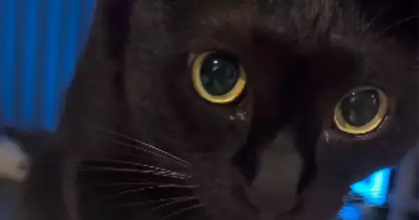 自動給水器で水を飲む黒猫→おててを見ると……独特な『飲み方』が尊すぎると28万再生「めちゃめちゃ可愛い」「個性があっていいね」