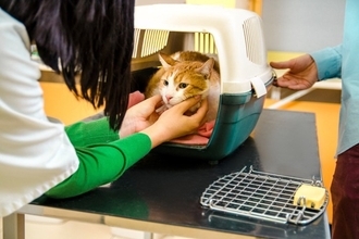 猫の『多頭飼い』に失敗しないための注意点4つ　考慮すべきポイントや飼育環境の整え方