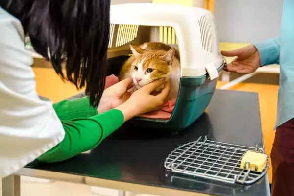 猫の『多頭飼い』に失敗しないための注意点4つ　考慮すべきポイントや飼育環境の整え方