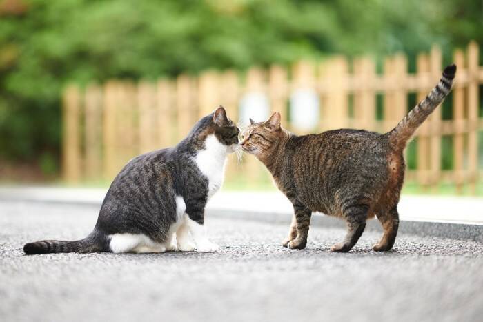 猫の『多頭飼い』に失敗しないための注意点4つ　考慮すべきポイントや飼育環境の整え方