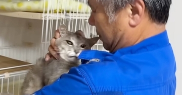 パパに抱っこされるのは嫌な保護猫→ママが抱っこしてみると…まさかの光景に「めっちゃニヤけたｗ」「すごいｗｗ」と10万再生