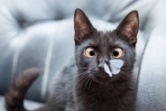 猫が誤って食べると『危ない虫』3選　どんなリスクがあるの？トラブルを防ぐ対策方法まで