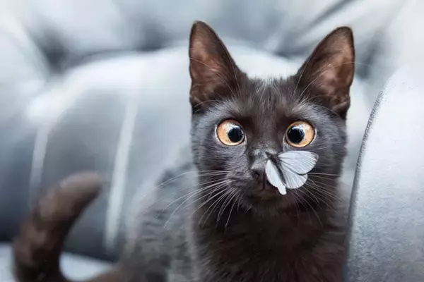 猫が誤って食べると『危ない虫』3選　どんなリスクがあるの？トラブルを防ぐ対策方法まで