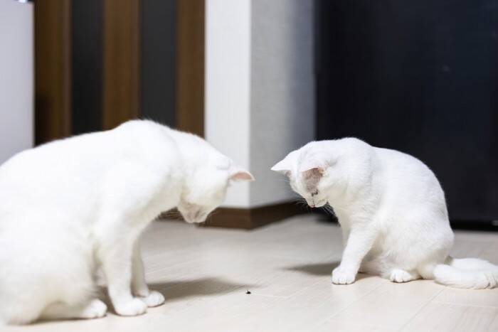 猫が誤って食べると『危ない虫』3選　どんなリスクがあるの？トラブルを防ぐ対策方法まで
