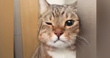 飼い主がベランダに出ると、猫が『危ないよ』と言わんばかりに…一生懸命な様子が可愛すぎると45万再生「顔が好きすぎる」「可愛くて泣ける」