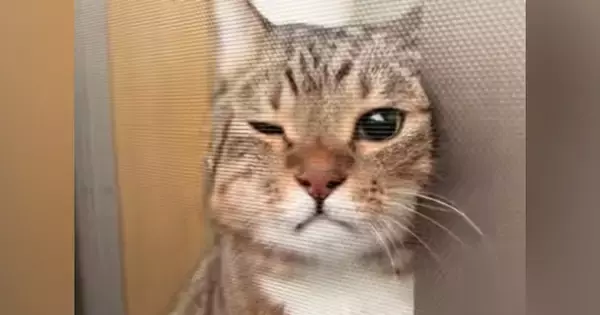 飼い主がベランダに出ると、猫が『危ないよ』と言わんばかりに…一生懸命な様子が可愛すぎると45万再生「顔が好きすぎる」「可愛くて泣ける」