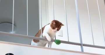 2階にいる猫が1階にいる飼い主と『キャッチボール』…賢すぎる『遊びの様子』に「素晴らしい」「前世は犬だったのかな」「すごい」と反響