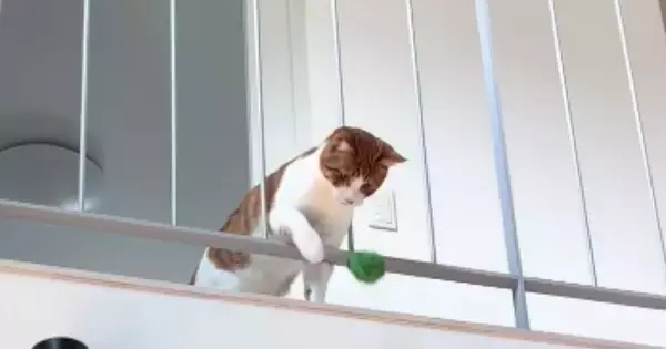 2階にいる猫が1階にいる飼い主と『キャッチボール』…賢すぎる『遊びの様子』に「素晴らしい」「前世は犬だったのかな」「すごい」と反響