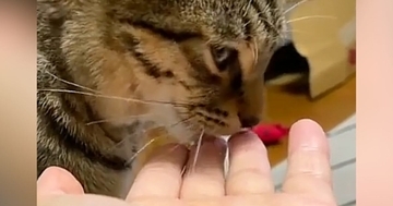 甘えたいのかな？と猫に手を差し出したら→少し舐めた後に…『まさかの展開』が43万再生「ついでに仲良くしてあげてる感じｗ」「超可愛いｗ」