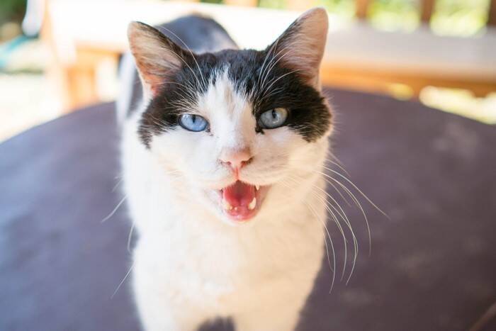 猫が『泣いている人に寄り添う』3つの理由　慰めるような仕草に隠された意味とは