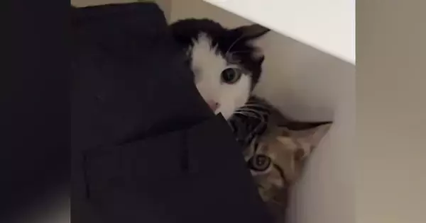 保護子猫の兄弟をおうちに迎えて2日目→仲良くなりたくて『おもちゃ』を使ったら…キュンとくる光景が164万再生「警戒心MAXｗ」「尊い」