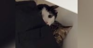 保護子猫の兄弟をおうちに迎えて2日目→仲良くなりたくて『おもちゃ』を使ったら…キュンとくる光景が164万再生「警戒心MAXｗ」「尊い」