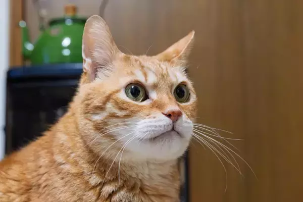 猫は『性別』によってお世話の仕方が変わる？オス・メスで異なる接し方のポイント4つ