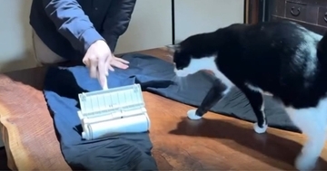 服についた『猫の毛』を取ろうとしたら、猫がやって来て…「無限ループで笑った」「永遠に見ていたい」まさかの展開に１万いいねの反響