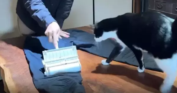 服についた『猫の毛』を取ろうとしたら、猫がやって来て…「無限ループで笑った」「永遠に見ていたい」まさかの展開に１万いいねの反響