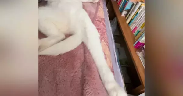 布団の中で眠っていた猫→『寝相』が気になって見てみたら…飼い主爆笑の『とんでもない光景』が41万再生「おっさんｗ」「人間っぽいｗ」