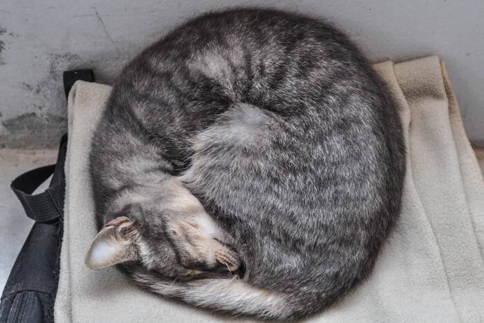 猫の姿が『よく例えられるもの』4選　液体やアンモニャイトなどユニークな表現の理由