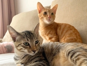 猫を多頭飼いするときに考えたい『年齢差』に関すること3つ　相性の良し悪しや新たに迎えるときの注意点も