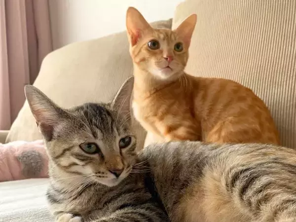 猫を多頭飼いするときに考えたい『年齢差』に関すること3つ　相性の良し悪しや新たに迎えるときの注意点も