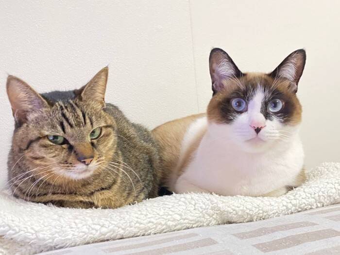 猫を多頭飼いするときに考えたい『年齢差』に関すること3つ　相性の良し悪しや新たに迎えるときの注意点も