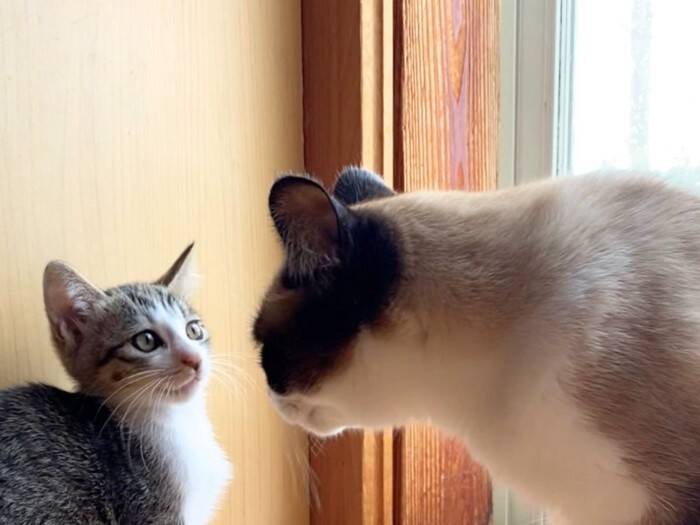 猫を多頭飼いするときに考えたい『年齢差』に関すること3つ　相性の良し悪しや新たに迎えるときの注意点も