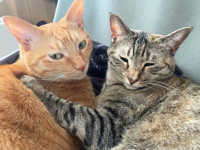 猫を多頭飼いするときに考えたい『年齢差』に関すること3つ　相性の良し悪しや新たに迎えるときの注意点も