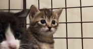 小さなホウキを使って掃除を始めると、『子猫たち』が……尊いリアクションに「愛おしすぎて泣いちゃう」「キスしたい」と60万再生