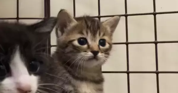 小さなホウキを使って掃除を始めると、『子猫たち』が……尊いリアクションに「愛おしすぎて泣いちゃう」「キスしたい」と60万再生