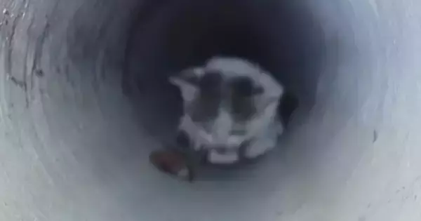 3日間、『下水管の中』で鳴き続けた子猫→ごはんで誘っても出てこなくて…緊迫の救出劇が32万再生「とても感動した」「本当にありがとう」