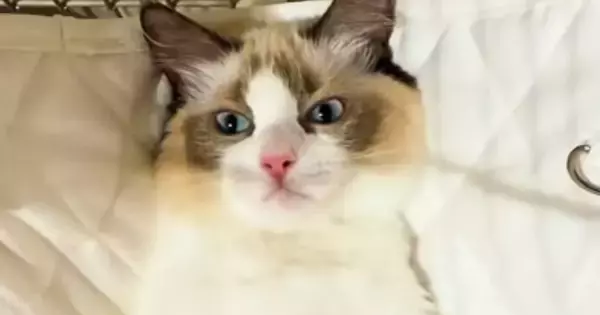 ハンモックに乗せてもらう猫→お腹を撫でられると…尊すぎる『おやすみルーティン』が115万再生「マジでかわいい」「とても愛おしい」