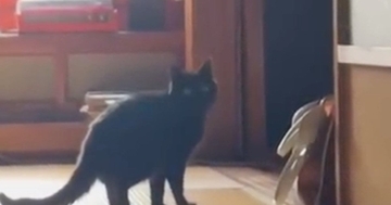 少し離れた場所からチラチラと見てくる黒猫→『おいで』と声をかけると…尊すぎる光景が34万再生「キュンキュンする」「何回も見てしまった」