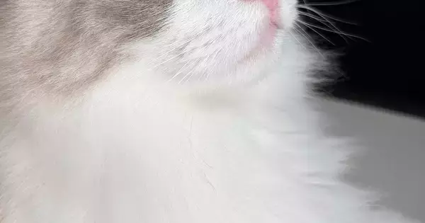 ふわふわの毛並みが愛らしい猫、目元をアップで見てみると…まるで宝石のような光景に「吸い込まれそう」「めっちゃ綺麗」と絶賛の声