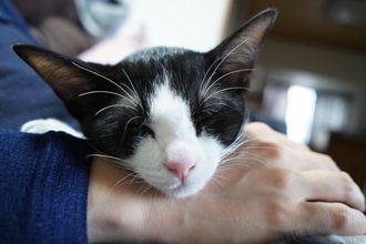 猫があなたに『アゴのせ』してくる5つの理由　どう応えたらいいの？考えられる心理とは