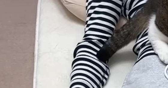 気持ちよさそうに眠るママ→猫たちが集まってきて…127万再生された『まさかの光景』に「幸せだねｗ」「すごい状況で笑った」の声