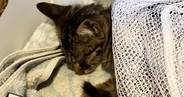 自宅の駐車場でうずくまっていた『瀕死の子猫』→家の中に入れたら…驚きの展開に「鳥肌立った」「不思議なご縁があったんだね」と84万表示