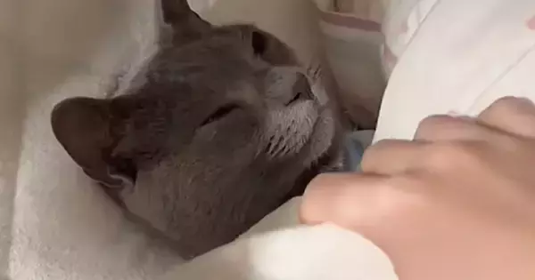 布団から顔を出して寝ていた猫→そっと布団をめくってみたら…まるで人間のような反応が68万再生「あかん可愛すぎるｗ」「表情がいいね」